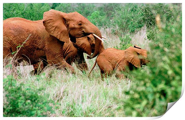 JST2925 Elephants take fright Print by Jim Tampin