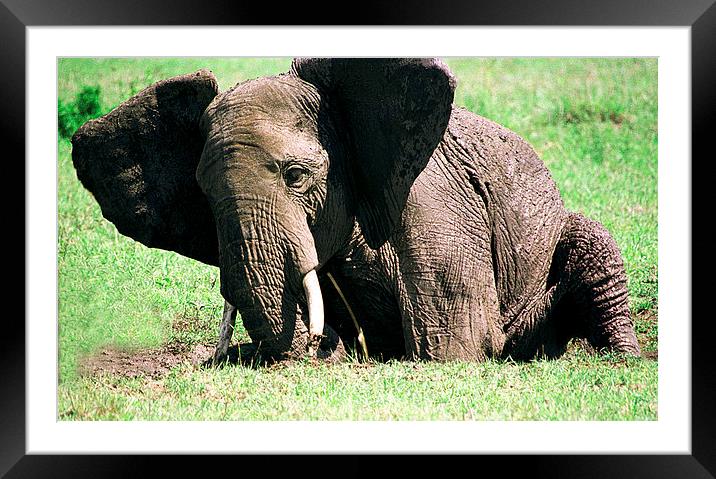 JST2921 Large elephant, small pool Framed Mounted Print by Jim Tampin