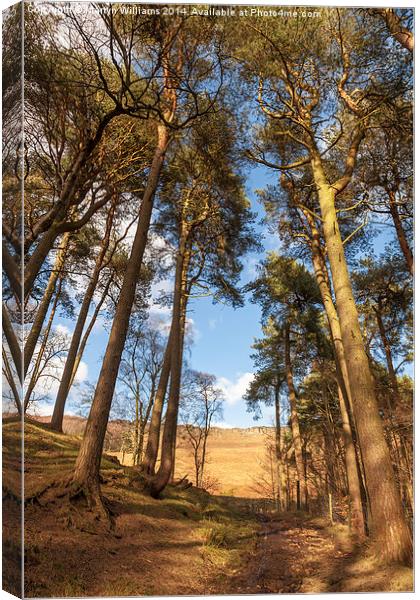 Woodland Path to Stanage Edge Canvas Print by Martyn Williams