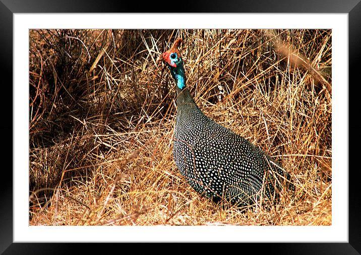 JST2919 Helmeted Guineafowl Framed Mounted Print by Jim Tampin