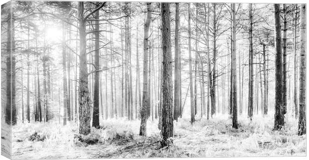 Mystical Forest Trees in Black and White Canvas Print by Natalie Kinnear