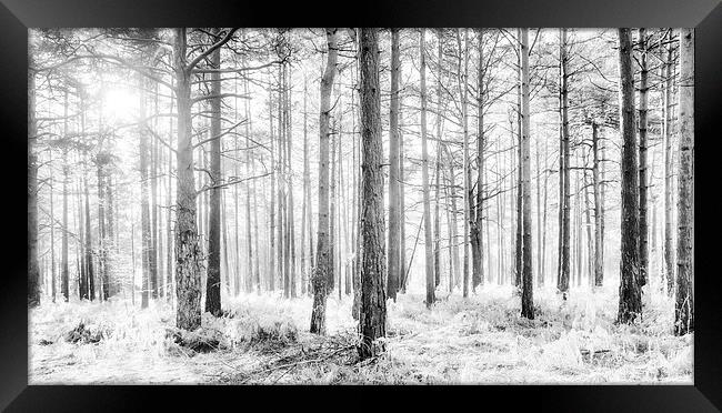 Mystical Forest Trees in Black and White Framed Print by Natalie Kinnear