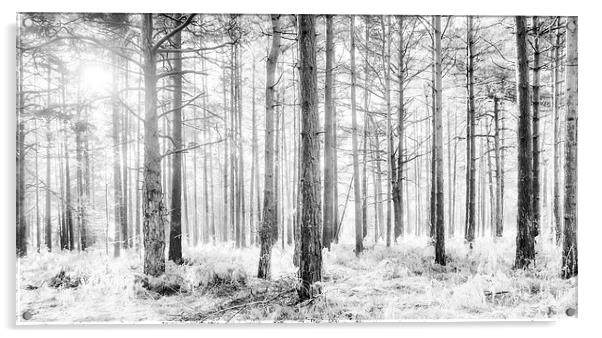 Mystical Forest Trees in Black and White Acrylic by Natalie Kinnear