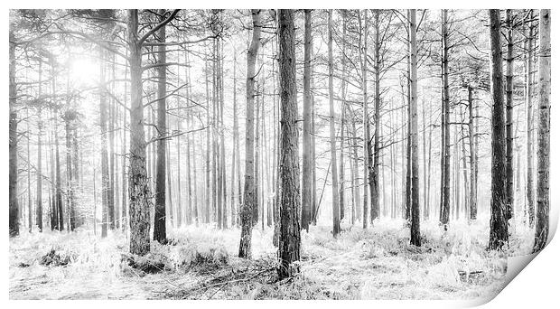 Mystical Forest Trees in Black and White Print by Natalie Kinnear