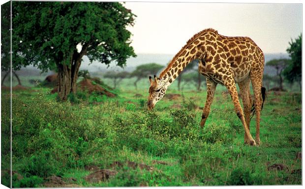 JST2915 Masai Giraffe feeding Canvas Print by Jim Tampin