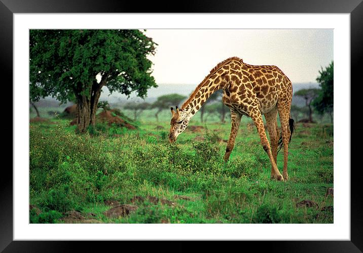 JST2915 Masai Giraffe feeding Framed Mounted Print by Jim Tampin