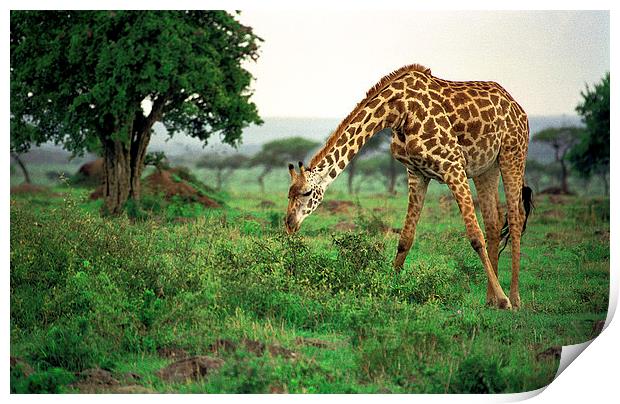 JST2915 Masai Giraffe feeding Print by Jim Tampin