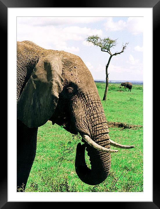 JST2914 Elephant feeding Framed Mounted Print by Jim Tampin