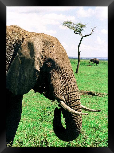 JST2914 Elephant feeding Framed Print by Jim Tampin