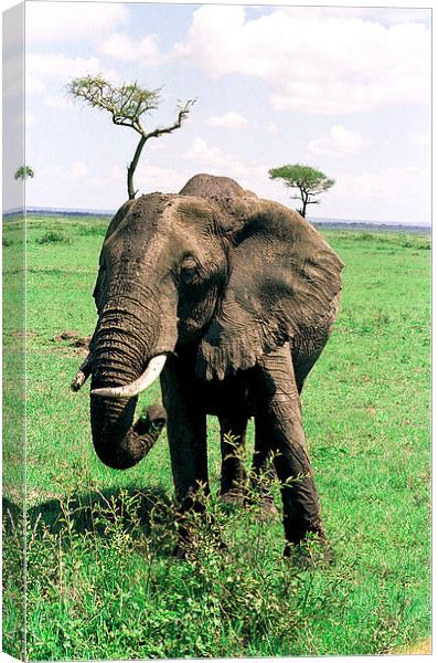 JST2913 Female elephant feeding. 1 Canvas Print by Jim Tampin