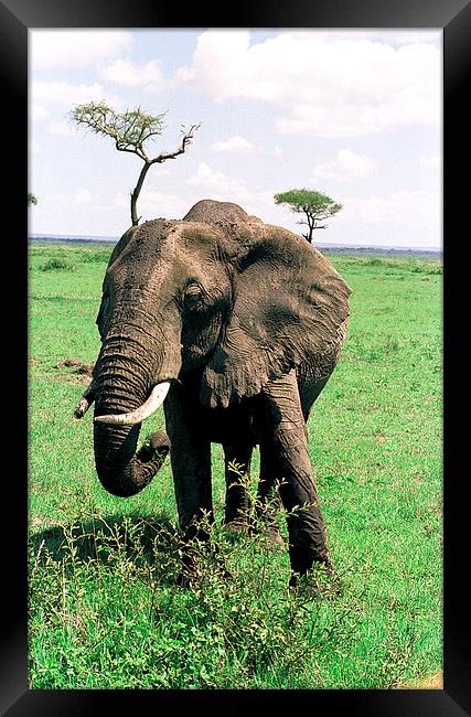 JST2913 Female elephant feeding. 1 Framed Print by Jim Tampin