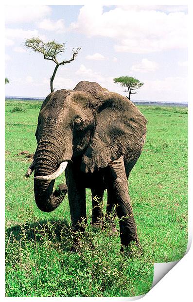 JST2913 Female elephant feeding. 1 Print by Jim Tampin
