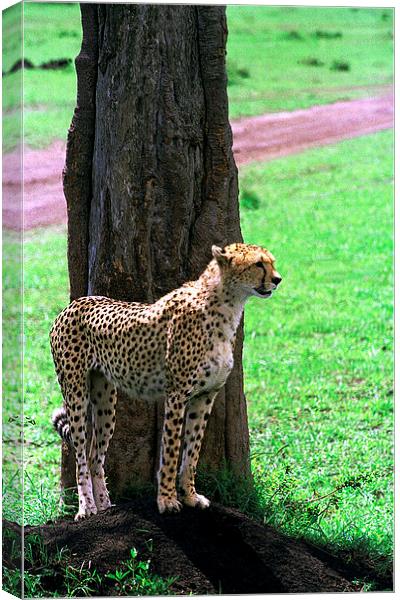 JST2911 Female cheetah finds shade Canvas Print by Jim Tampin