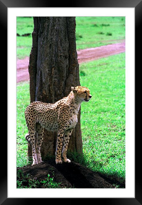 JST2911 Female cheetah finds shade Framed Mounted Print by Jim Tampin