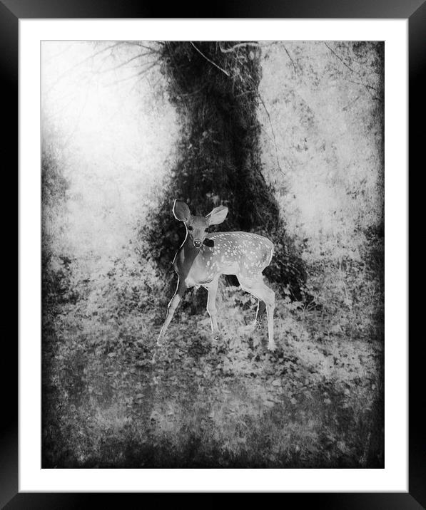 Lost Fawn. Framed Mounted Print by Heather Goodwin
