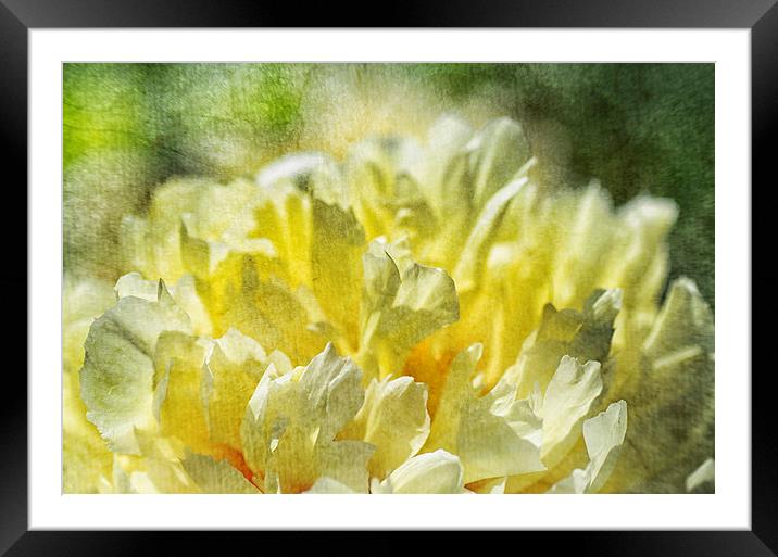Yellow Peony Framed Mounted Print by Mary Lane