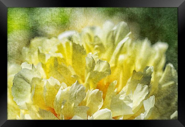 Yellow Peony Framed Print by Mary Lane