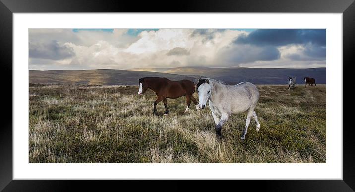 Wild Pony Experience Framed Mounted Print by Rachael Parker