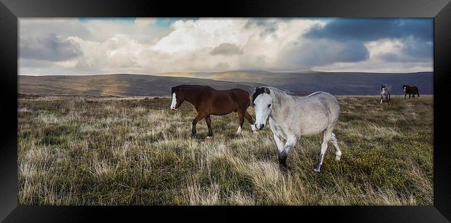 Wild Pony Experience Framed Print by Rachael Parker