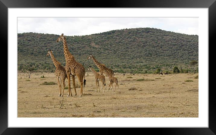 Giraffe family Framed Mounted Print by Lloyd Fudge