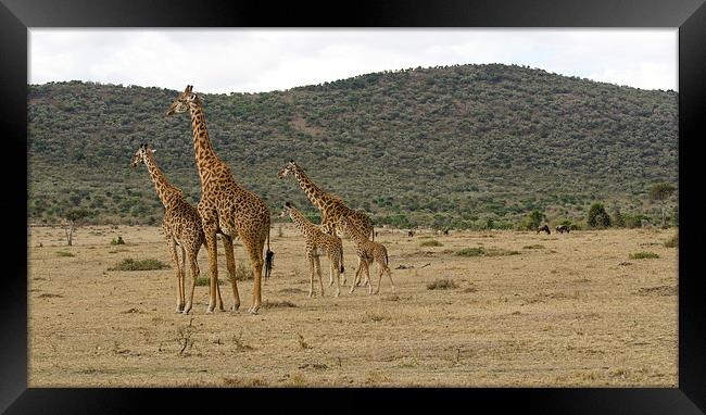 Giraffe family Framed Print by Lloyd Fudge