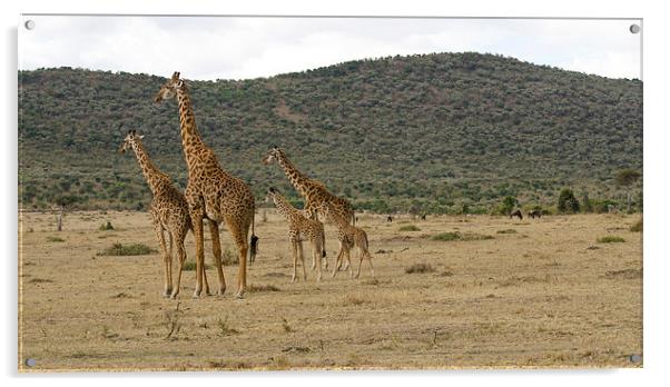 Giraffe family Acrylic by Lloyd Fudge