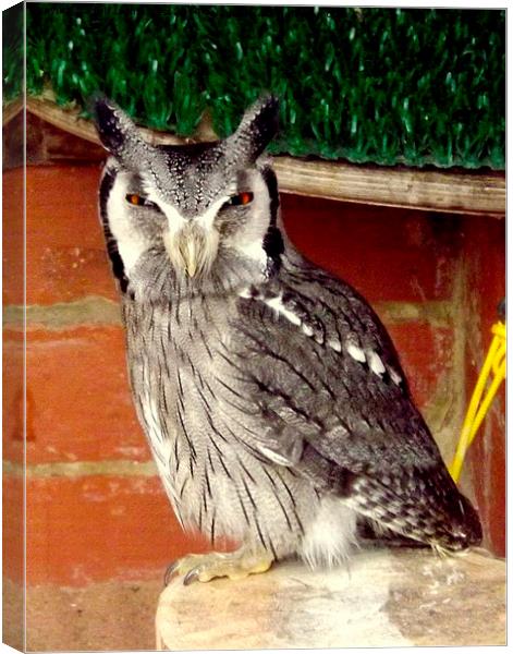 Scops Owl in colour Canvas Print by Bill Lighterness