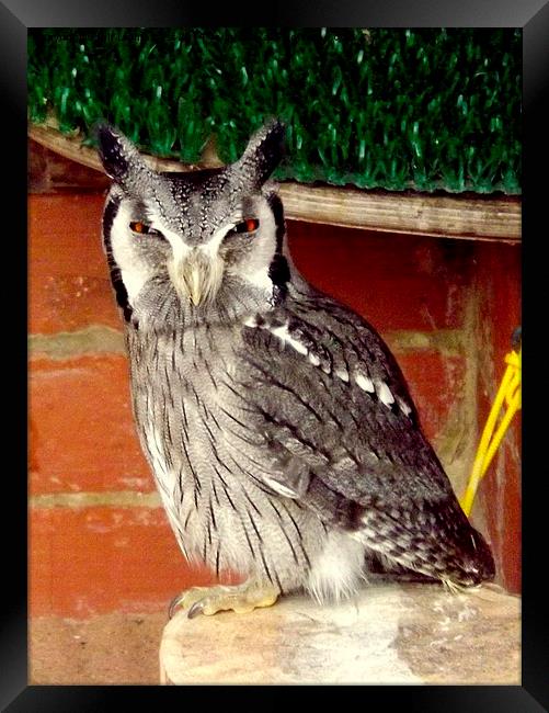 Scops Owl in colour Framed Print by Bill Lighterness