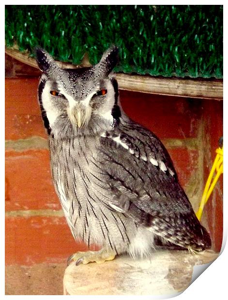 Scops Owl in colour Print by Bill Lighterness