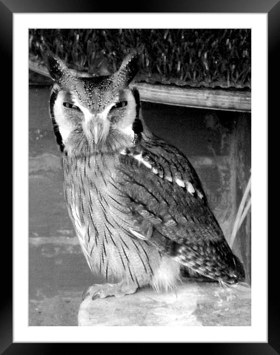 Scops Owl , Black and white Framed Mounted Print by Bill Lighterness