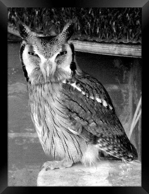 Scops Owl , Black and white Framed Print by Bill Lighterness