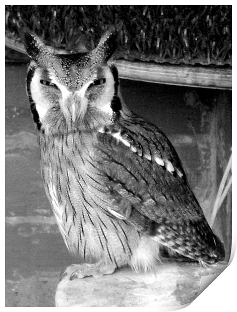 Scops Owl , Black and white Print by Bill Lighterness