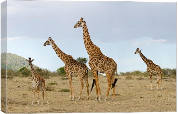 Giraffe family in Africa Canvas Print by Lloyd Fudge