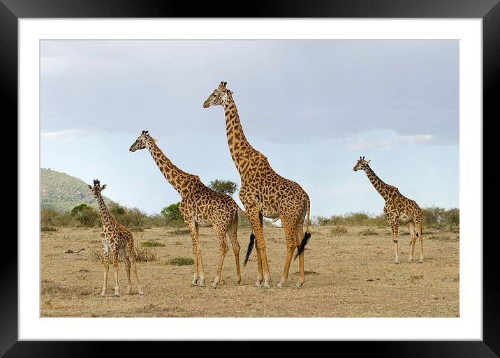 Giraffe family in Africa Framed Mounted Print by Lloyd Fudge