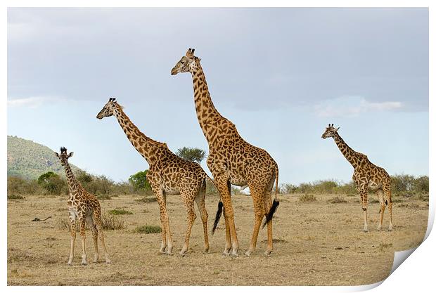 Giraffe family in Africa Print by Lloyd Fudge