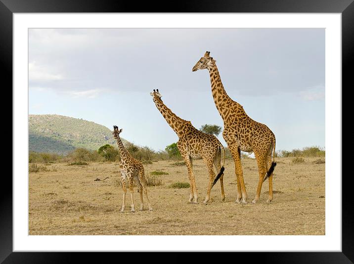 Giraffe family of three Framed Mounted Print by Lloyd Fudge