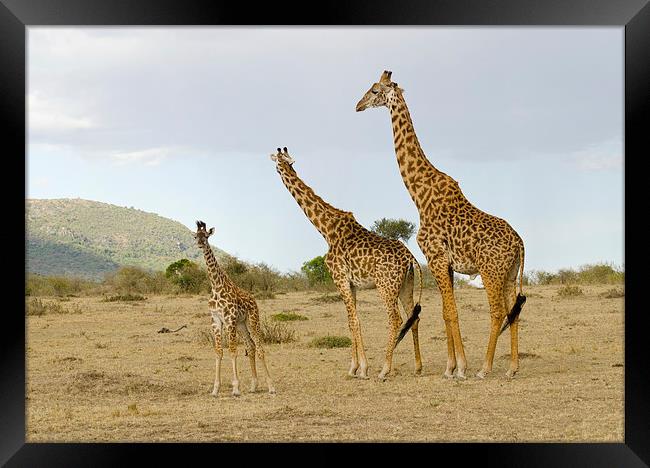Giraffe family of three Framed Print by Lloyd Fudge