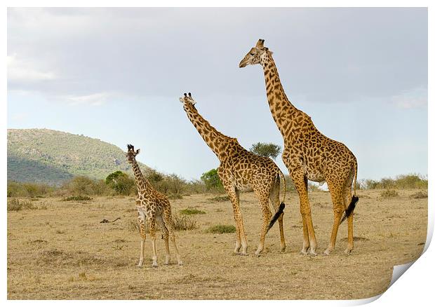 Giraffe family of three Print by Lloyd Fudge