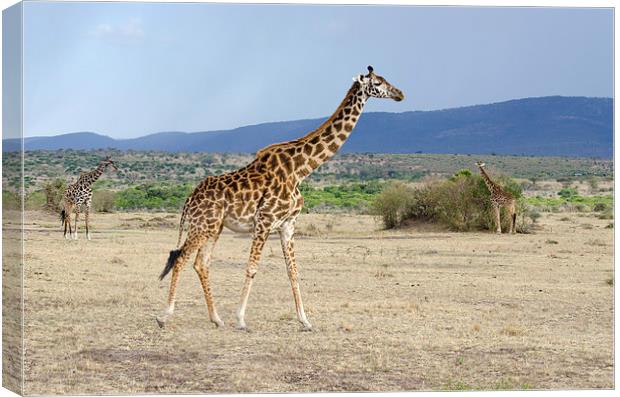 Wild female adult giraffe Canvas Print by Lloyd Fudge