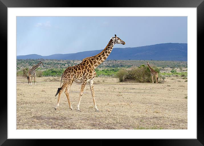 Wild female adult giraffe Framed Mounted Print by Lloyd Fudge