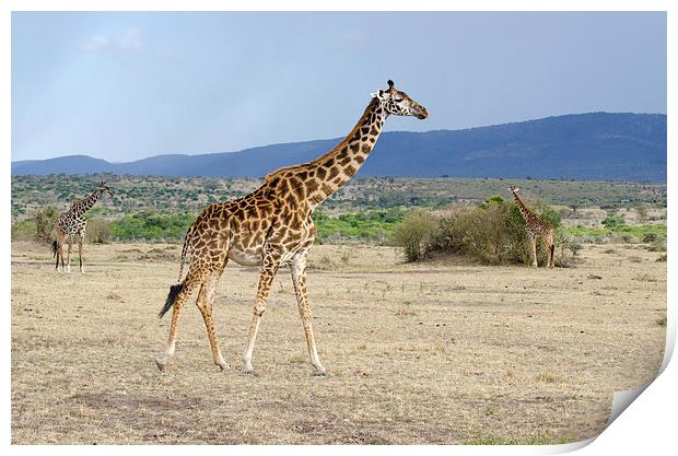 Wild female adult giraffe Print by Lloyd Fudge