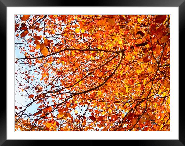 Orange Yellow Autumn Leaves Framed Mounted Print by Liz Shewan