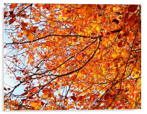 Orange Yellow Autumn Leaves Acrylic by Liz Shewan