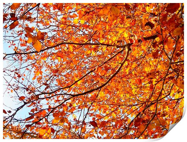 Orange Yellow Autumn Leaves Print by Liz Shewan
