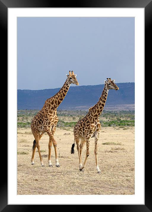 male and female giraffes Framed Mounted Print by Lloyd Fudge