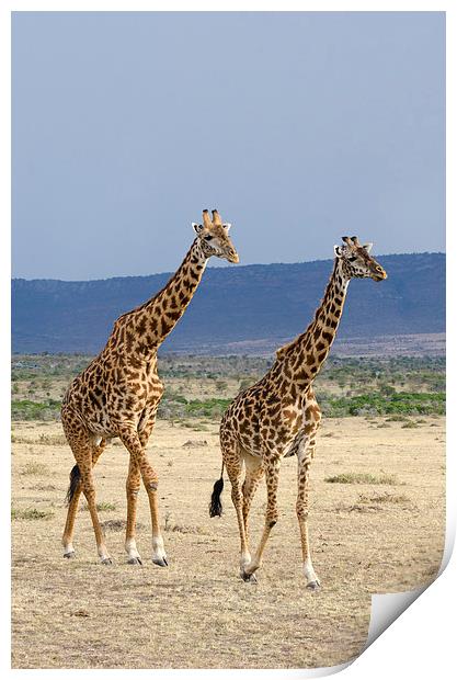male and female giraffes Print by Lloyd Fudge