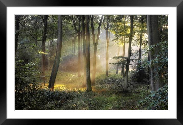 Forest Rainbow Framed Mounted Print by Ceri Jones