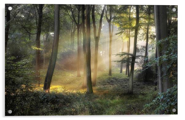 Forest Rainbow Acrylic by Ceri Jones