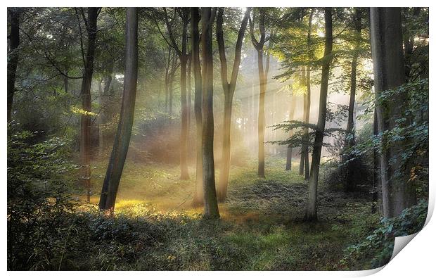 Forest Rainbow Print by Ceri Jones