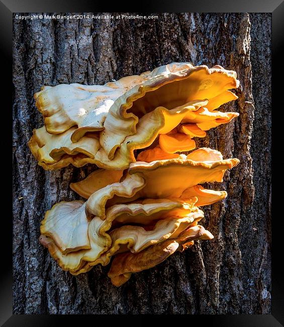 Giant Fungus Framed Print by Mark Bangert